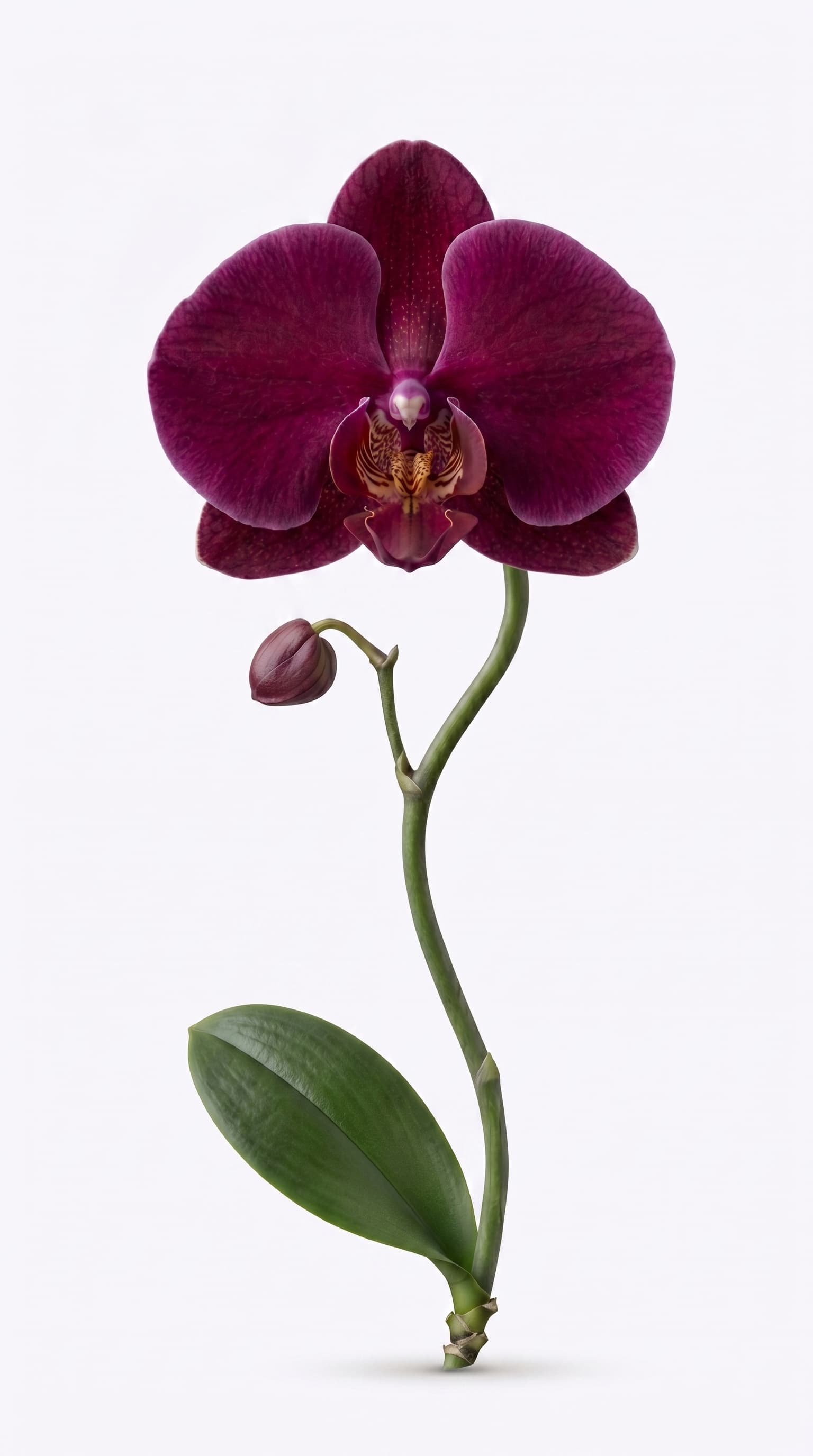 Orquídea