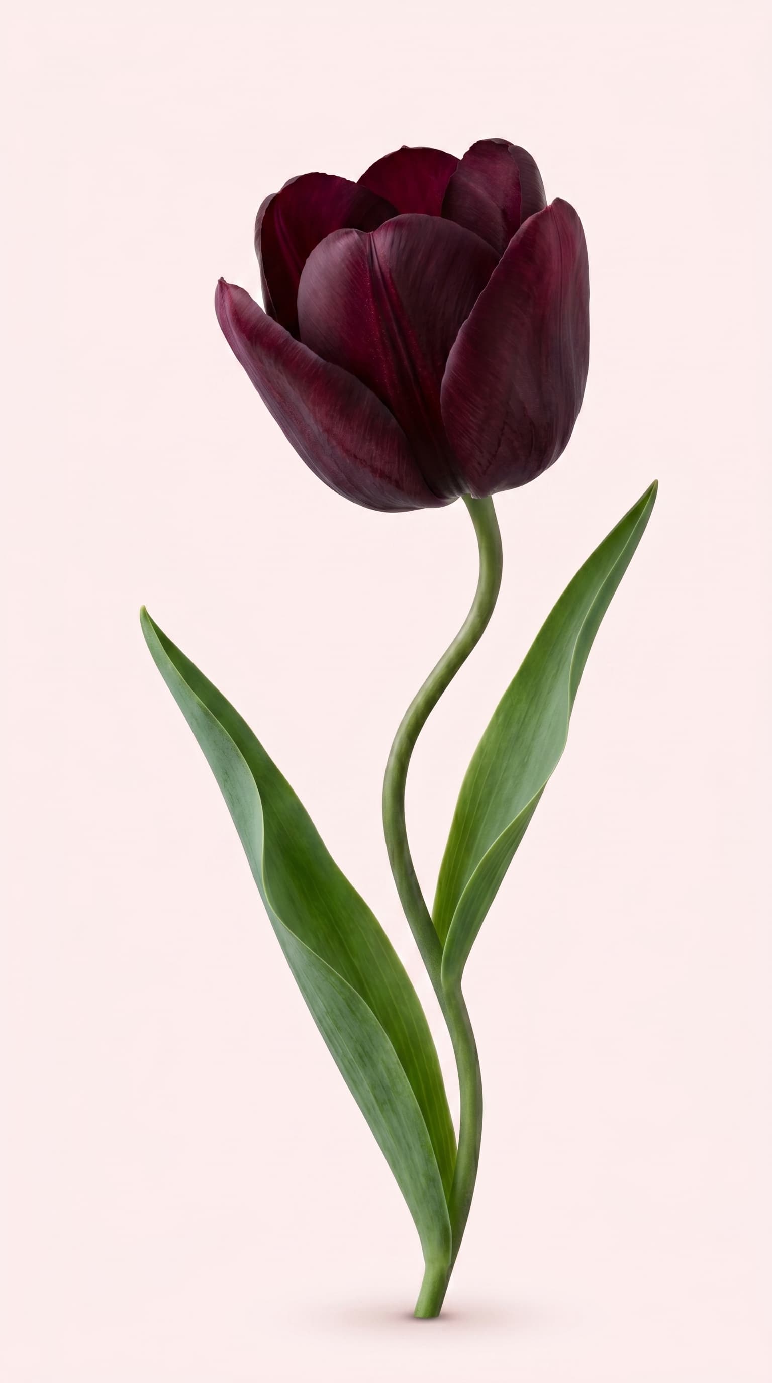 Tulipa